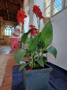 Flower in a pot